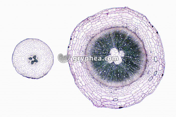 Racine de Mercuriale - structures primaire et secondaire CT x7 - gryphea.com